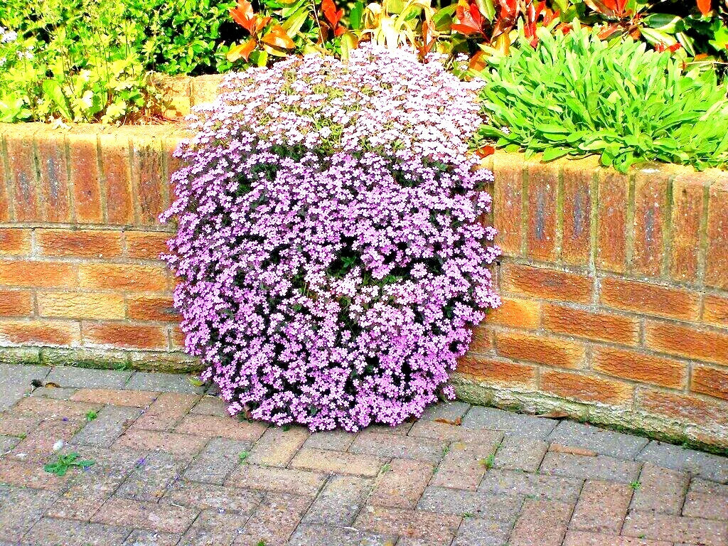 Pink Rock Soapwort Seeds - 500+ Perennial Groundcover for Containers & Baskets - Saponaria ocymoides