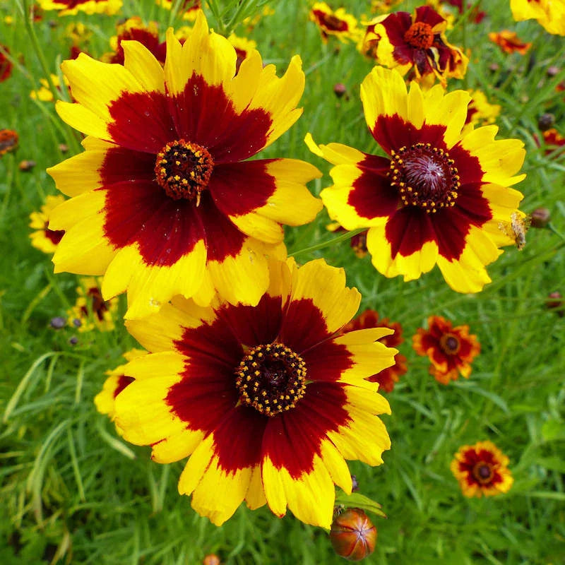 Coreopsis Seeds | Non-GMO Plains Variety | Free Shipping | Flower Seeds for Garden | Coreopsis tinctoria