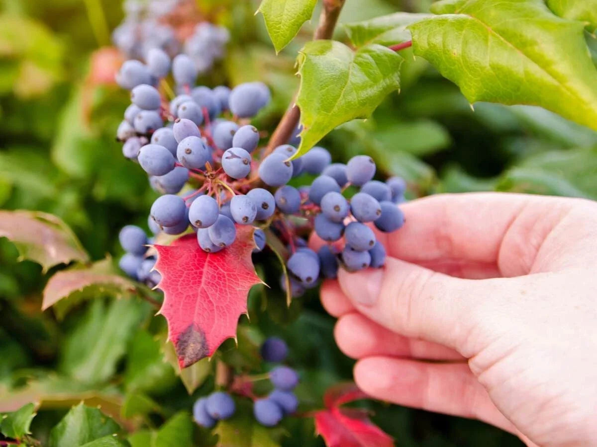 Starter Leatherleaf Mahonia Plant, Small Pot, Evergreen Shrub, Mahonia japonica