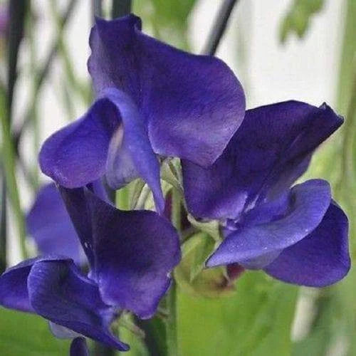 Royal Navy Blue Sweet Pea Seeds | Blue/Purple Flowers | Lathyrus odoratus | Garden Seeds