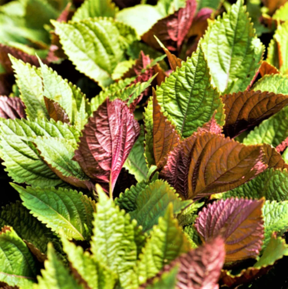 Vietnamese Perilla Seeds - Jeok Ssam Ip Purple Green Shiso - Asian Seed 2025 - Herb Garden Starter