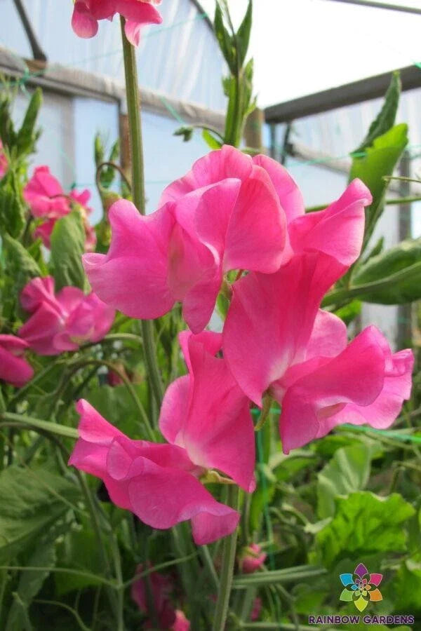 Evie Jones Sweet Pea Seeds - 50+ Heirloom Seeds for Garden Planting - Lathyrus odoratus - USA