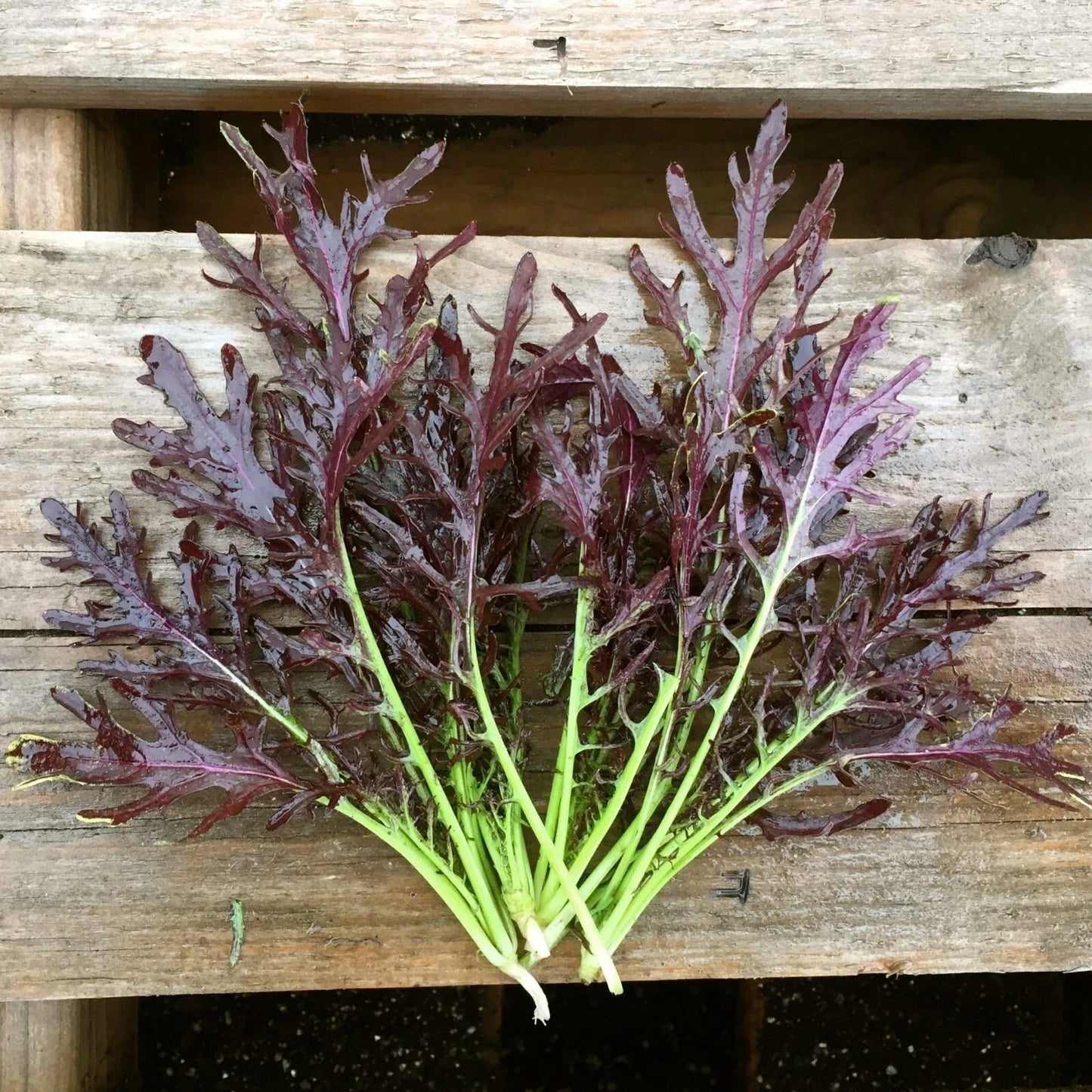 Mizuna Red Streaks Mustard Seeds, Spider Mustard, NON-GMO, Konya Variety, Organic Gardening Seeds