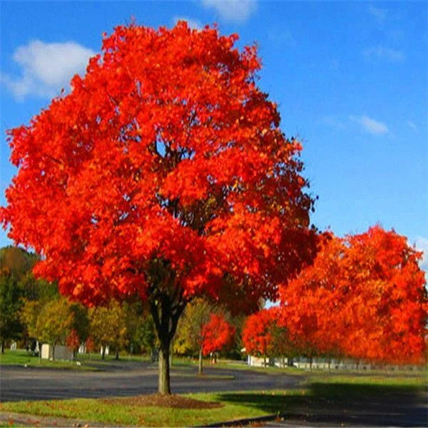 Live Red Oak Tree 6"-35" Cold Hardy Well Rooted Plant Quercus rubra, 1-3 Years Old, Ideal for Landscaping and Reforestation