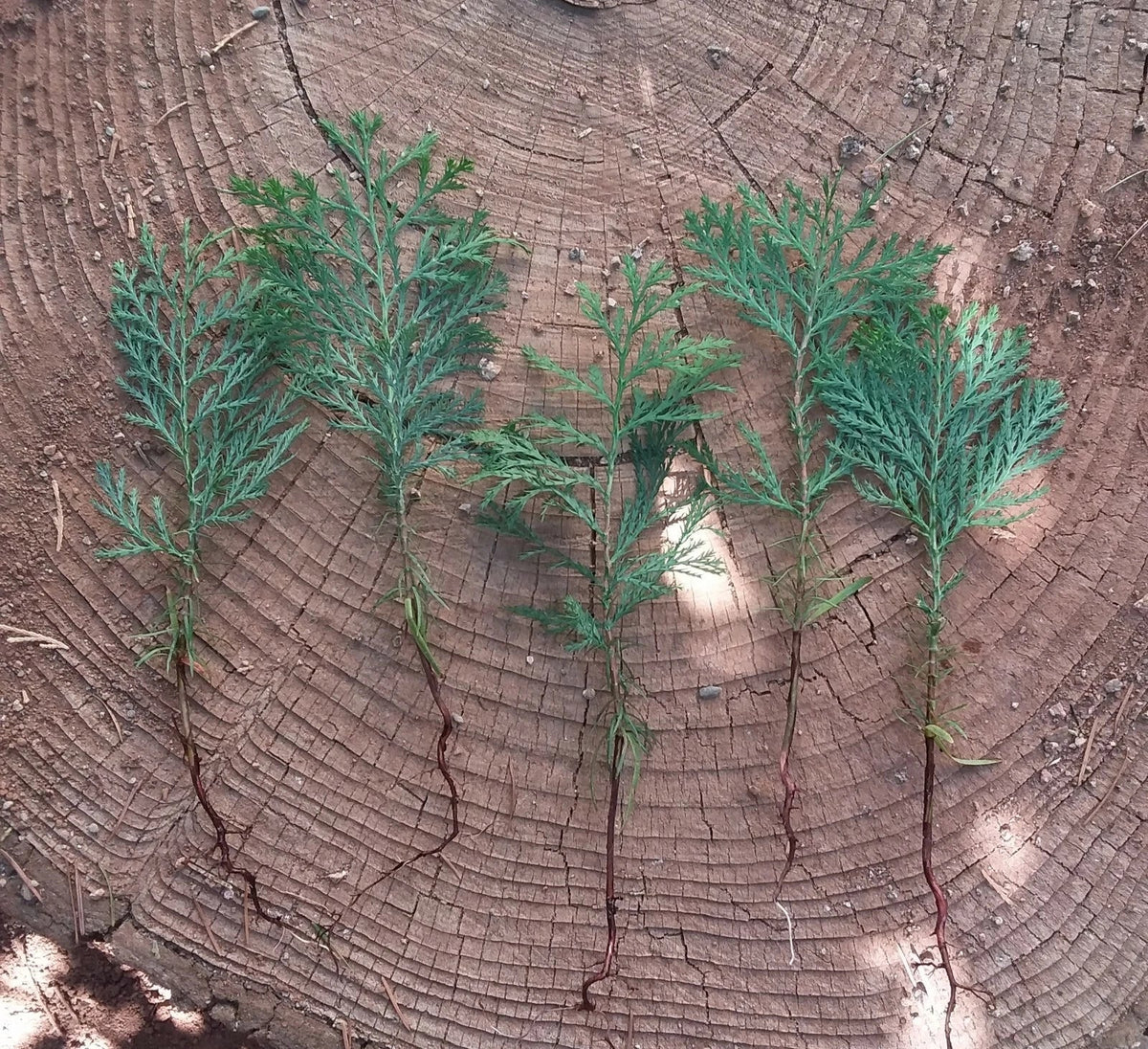 Incense Cedar Tree Seedlings - 5 Bare Root Plants - Calocedrus decurrens - Live Garden Trees