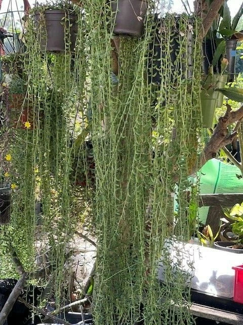 String of Bananas Cuttings - 20 Pieces, Senecio Radicans, 8 Inches Long, Succulent Plant for Indoor Gardening
