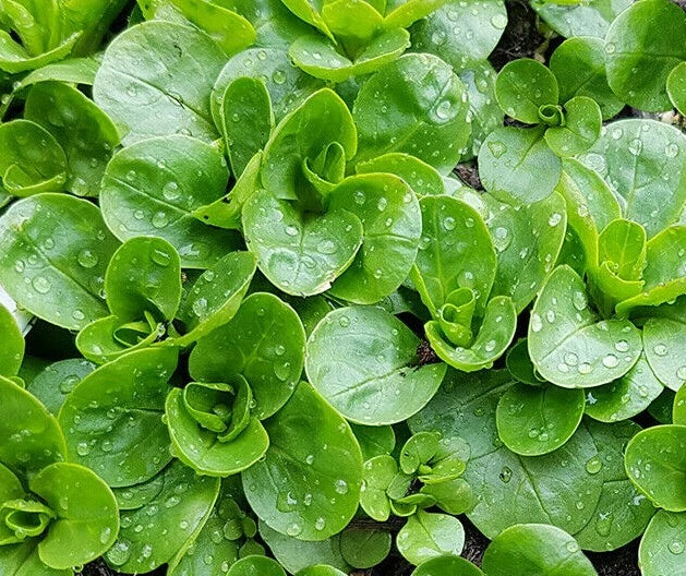 Dutch Corn Salad Seeds 200+ Broad Leaved Mache, Lamb's Lettuce - Heirloom Variety, Organic, Non-GMO, Free Shipping