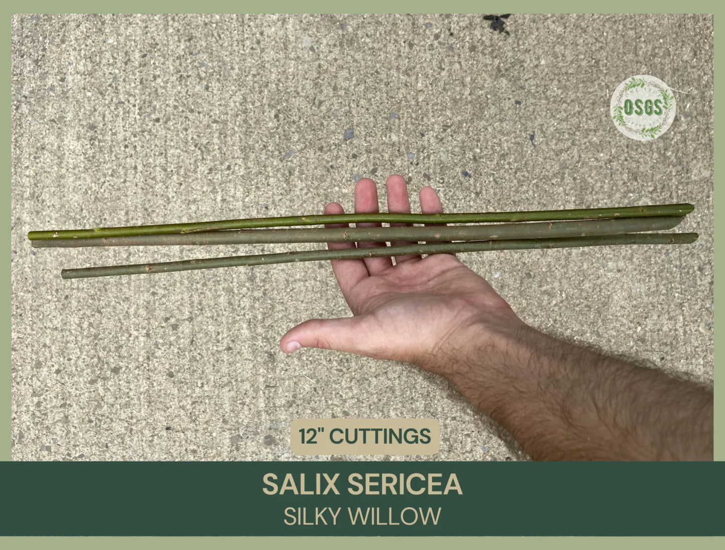 Silky Willow Cuttings 12" Fresh Cuttings Salix sericea Native Plant