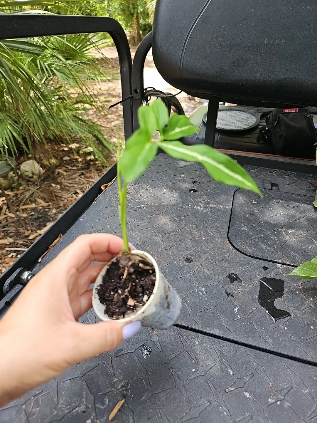 Syngonium Angustatum Live Plant 2.5" Pot - Five Finger Little Star Indoor Houseplant