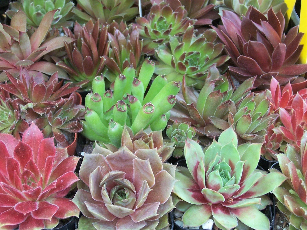 Rooted Sempervivum Hen & Chicks Starter Plants - 10 Varieties in 2" Pots - Succulent Collection