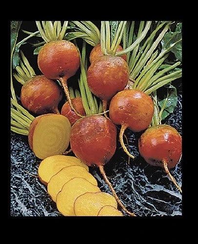 Golden Beet Seeds - Heirloom Variety, Treated, 55 Days, Burpee's - 30/100/200/400 Bulk