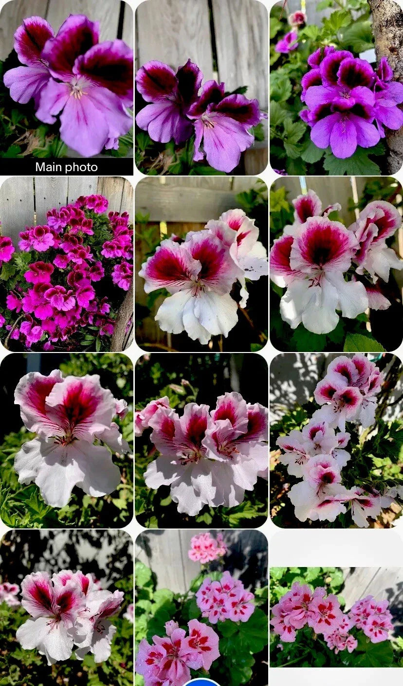 Live Geranium Plants - 8 Inches Tall - 3 Varieties of Perennials - Pelargonium spp.