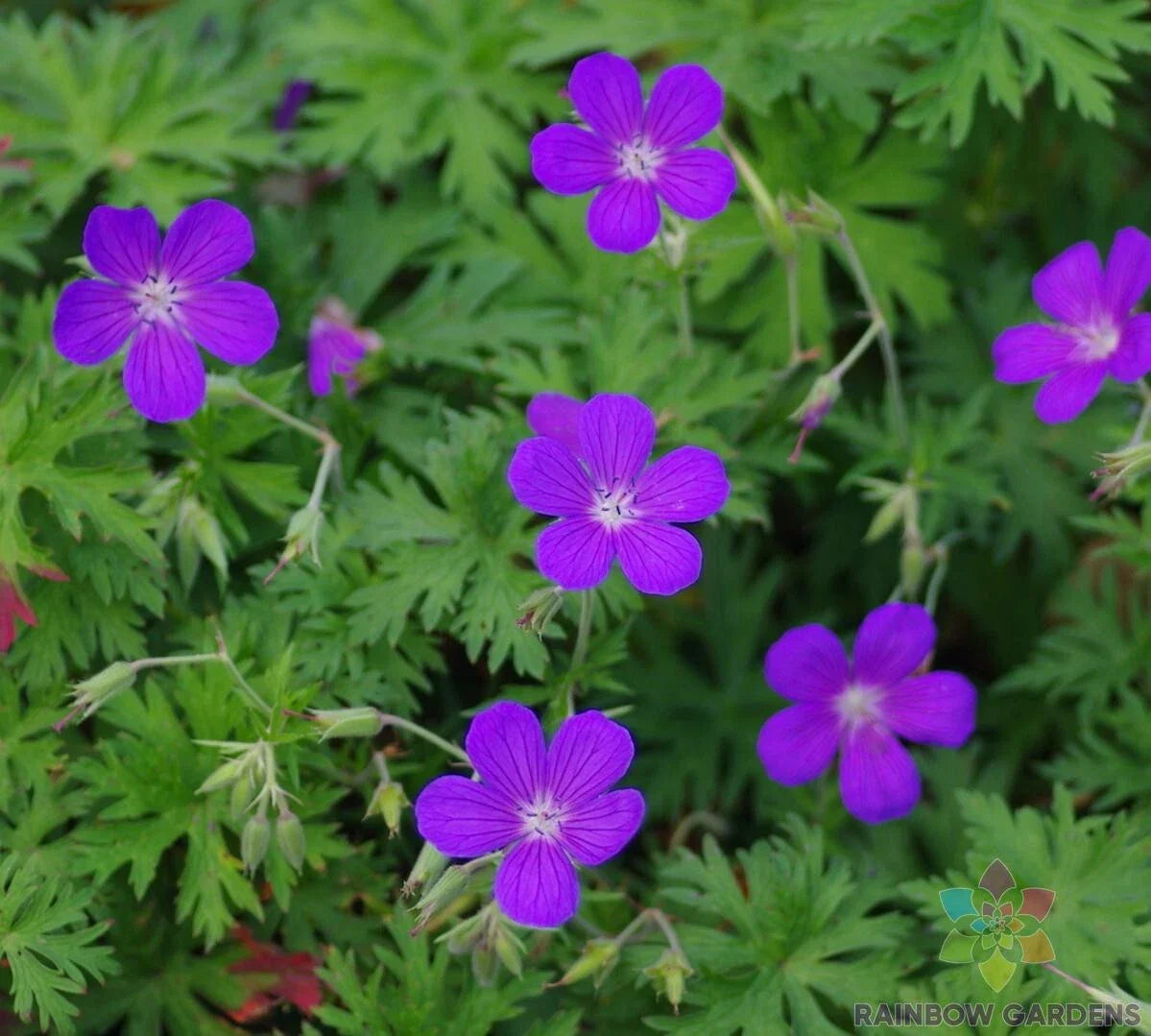 Nimbus Geranium Seeds 25+ Pack for Garden Planting - Pelargonium 'Nimbus' - USA Grown - Free Shipping