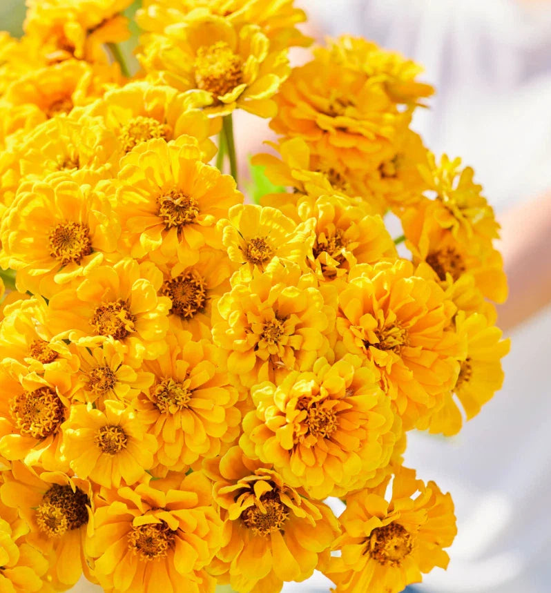 Zinnia Seeds - 100 Non-GMO Golden State Double Blooms for Cut Flowers & Butterflies - Zinnia elegans