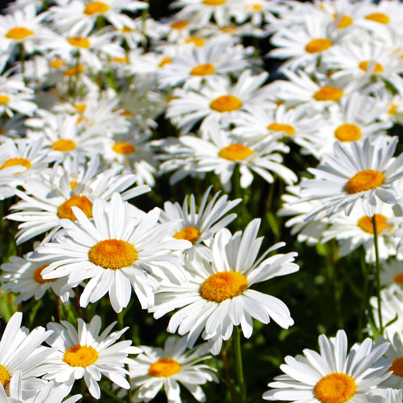 Shasta Daisy Seeds | White Perennial Wildflower Seeds | Leucanthemum × superbum | 2025
