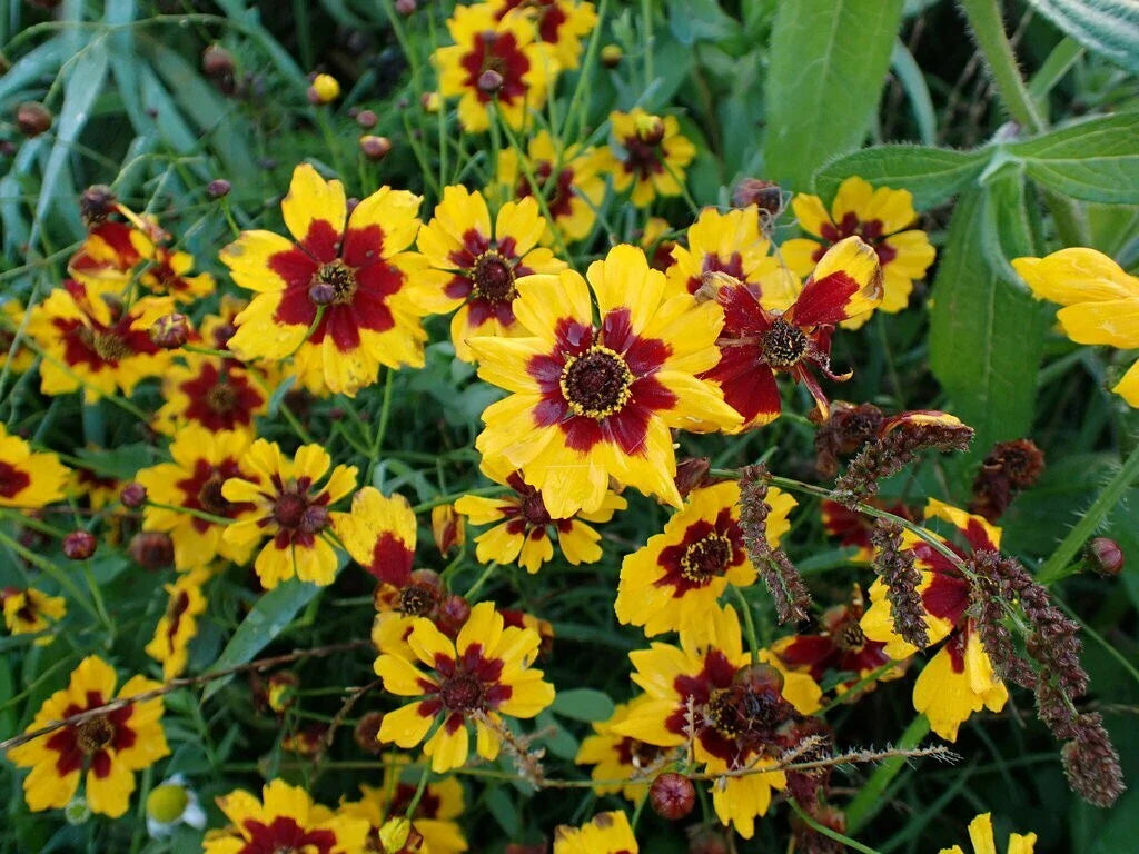Coreopsis Seeds - Plains Variety - Bulk Pack - Free Shipping - Wholesale