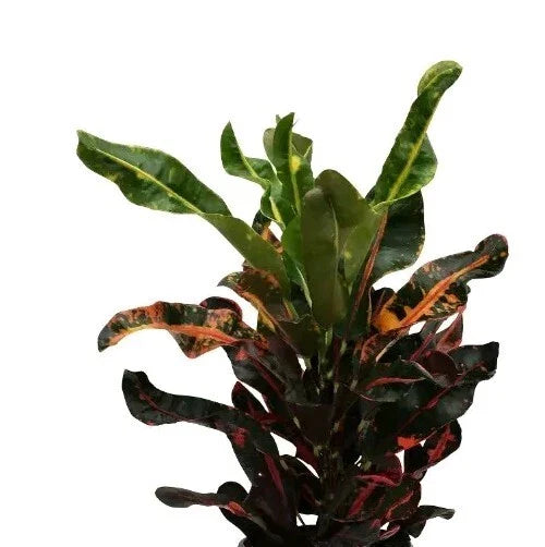 Croton Mamey Plant Cuttings 4"-6" with Extra Species Cuttings - Codiaeum variegatum