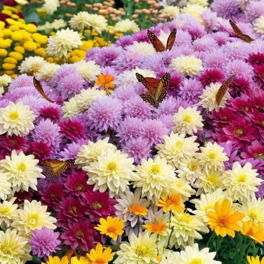 Live Chrysanthemum Plants - 3+ Years, Well-Rooted, All Colors, Native US Mum, Perfect for Gardens and Landscapes
