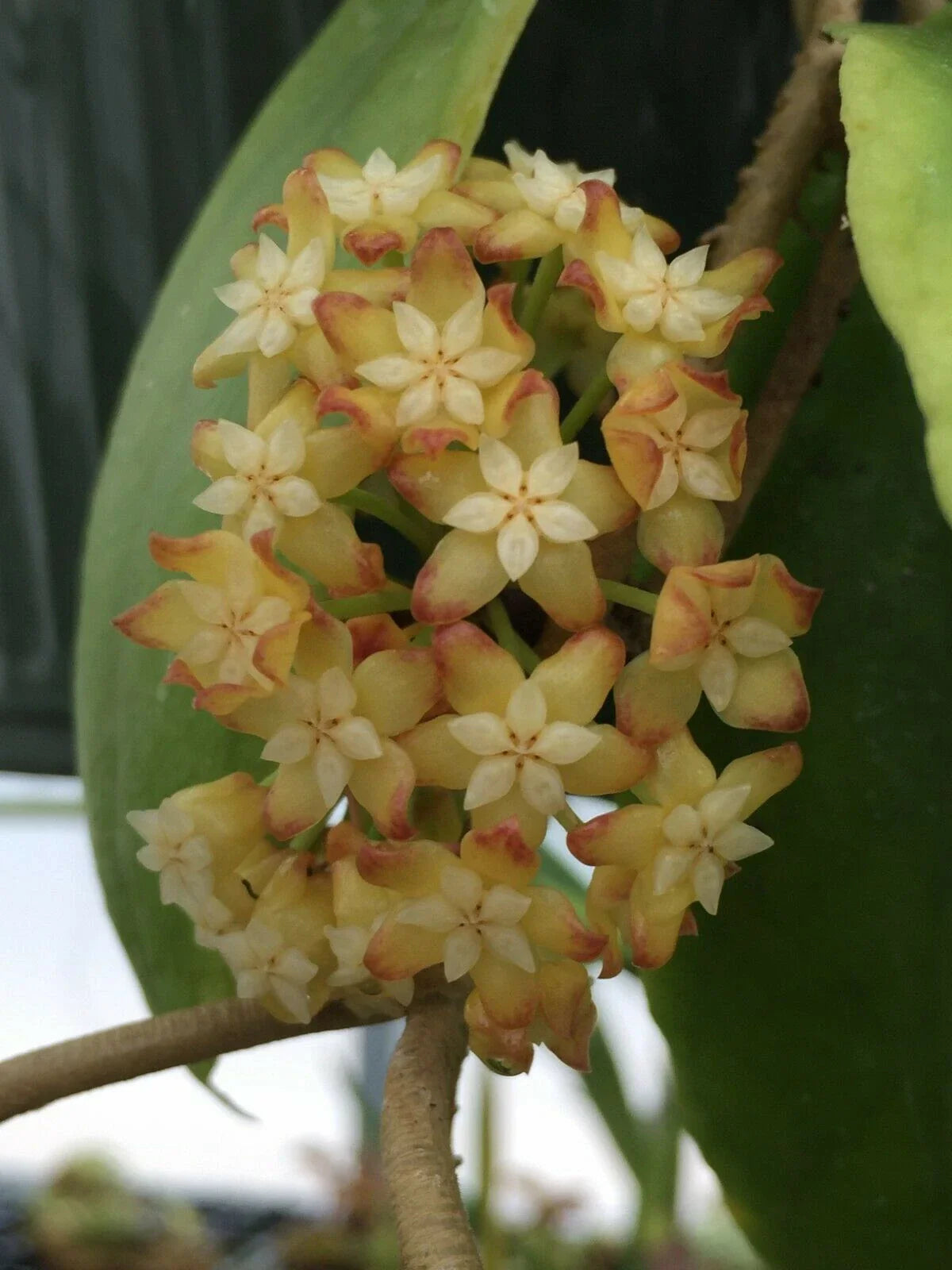 Hoya Crassicaulis Plant in 3" Pot - Rare Rooted Hoya for Sale - Indoor Houseplant, Tropical Greenery