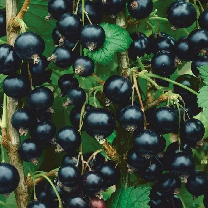 Dormant Live Rooted Starter Plant - Consort Black Currant Edible Shrub - Ribes nigrum - Zones 4-8, Self-Pollinating, Chemical-Free