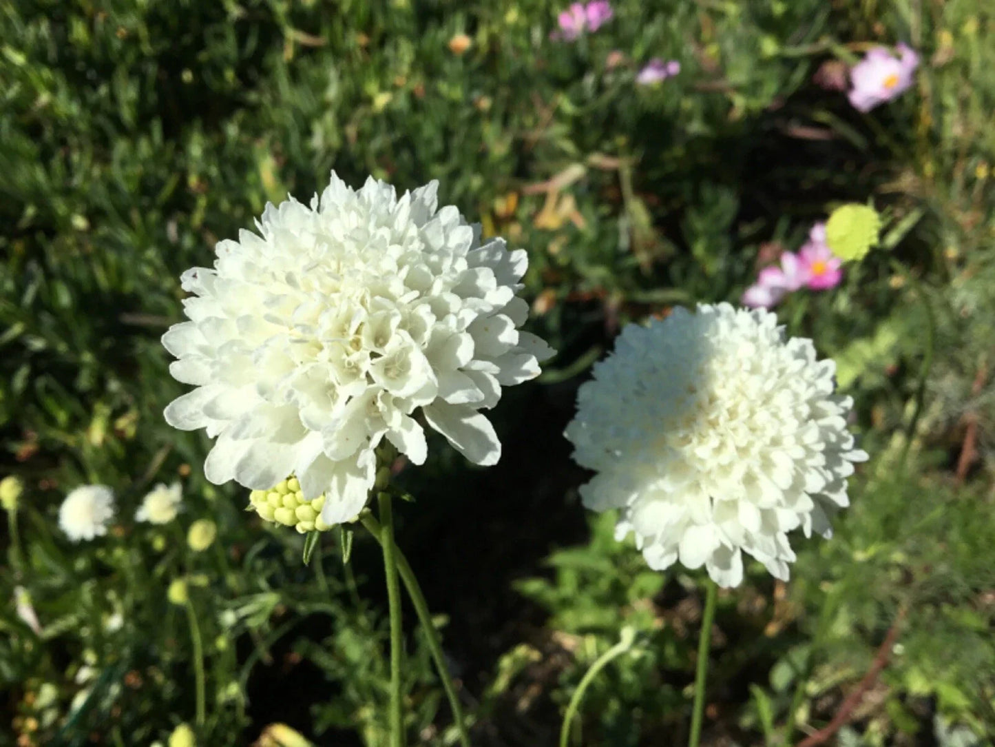 Scabiosa "Snowball" Seeds - Pincushion Flower - 50 Premium Wedding Flower Seeds (Scabiosa caucasica)