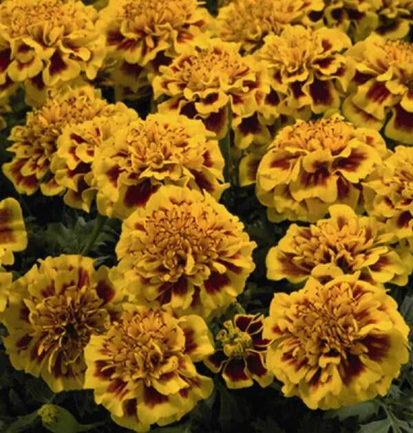 Little Hero Fire Marigold Seeds - 25+ Count - Tagetes patula - Garden Planting - USA