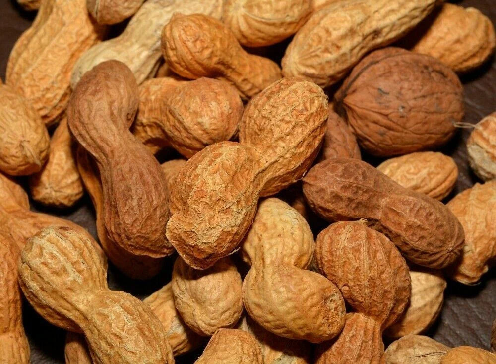 Georgia Peanut Seeds - 30+ Fresh Seeds - Arachis hypogaea - Heirloom Variety for Planting and Gardening