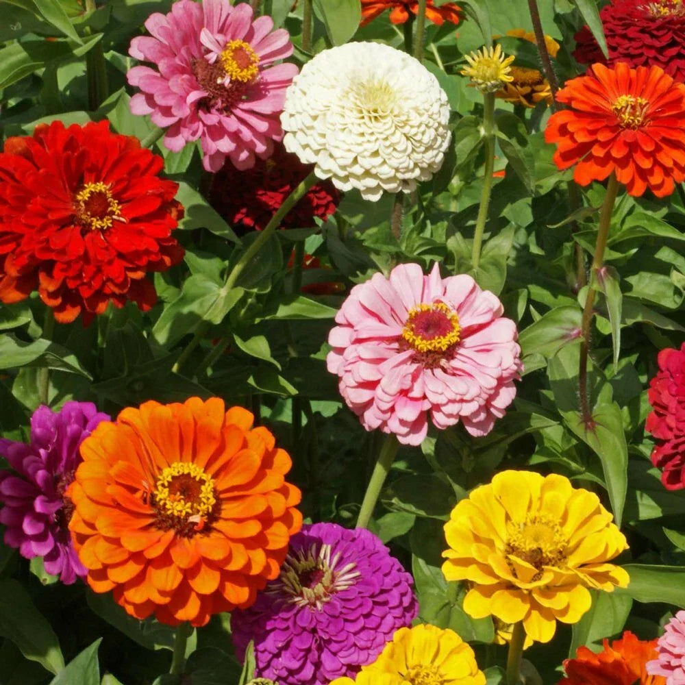 Zinnia Seeds - State Fair Mix - 250+ Fresh Flower Seeds - Zinnia elegans