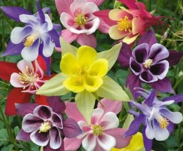 Columbine Seeds McKana Mix - 50 Fresh Seeds - Aquilegia caerulea - Garden Flower Seeds for Planting