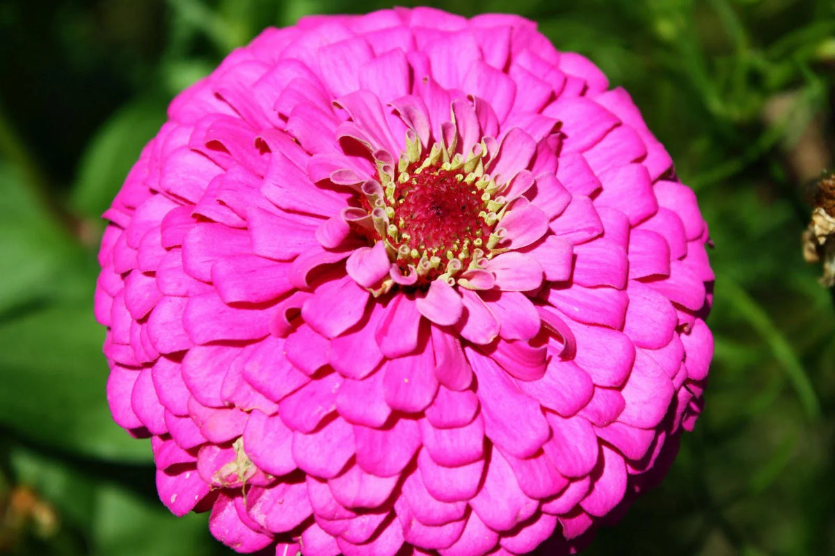 Zinnia Seeds - 60 Seeds - Pink Fully Double Flower - Zinnia elegans - GroCo USA - Buy 15 Ships Free