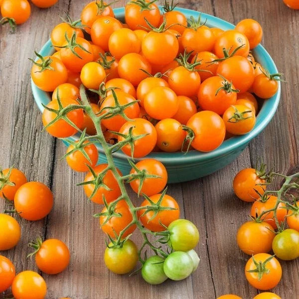 Sungold Tomato Seeds - F1 Non-GMO Variety | Sun Gold Tomato | Heirloom Seeds for Home Garden