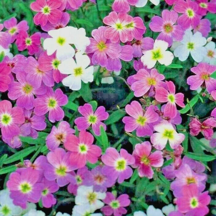 Virginia Stock Flower Seeds - 1000+ Count - Flowering Groundcover for Borders & Containers - Easy to Grow