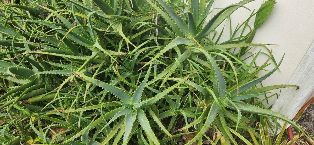 Bulk Aloe Arborescens Stem Cuttings - Natural Healing Succulent - Medicinal Aloe Plant