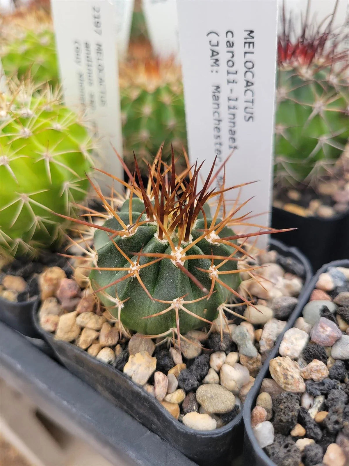 Melocactus caroli-linnaei Cactus Plant - Unique Succulent Variety - Rare Locality Collectible