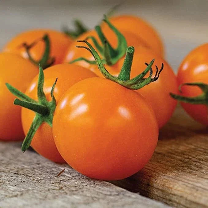 Sun Sugar Cherry Tomato Seeds - 10 Seeds - Easy to Grow, Sweet Flavor, Heirloom Variety, Solanum lycopersicum