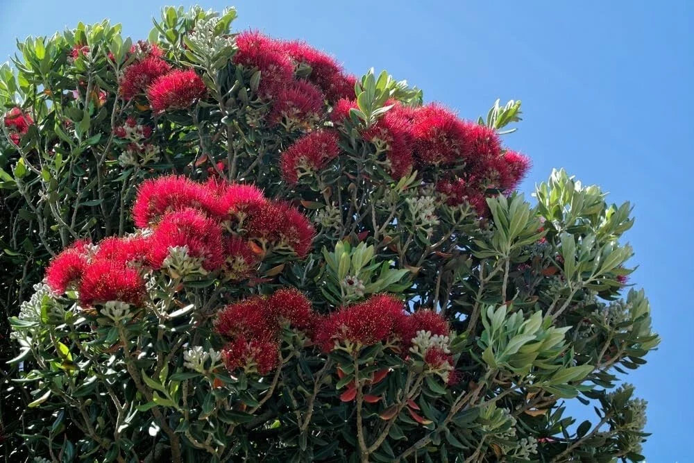 New Zealand Christmas Tree Seeds - 40 Seeds - Native Plant - Metrosideros excelsa