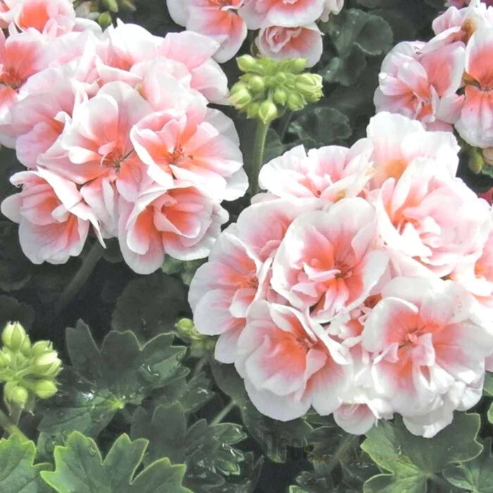 Pink White Geranium Seeds for Hanging Baskets - 10 Perennial Flower Seeds - Pelargonium species