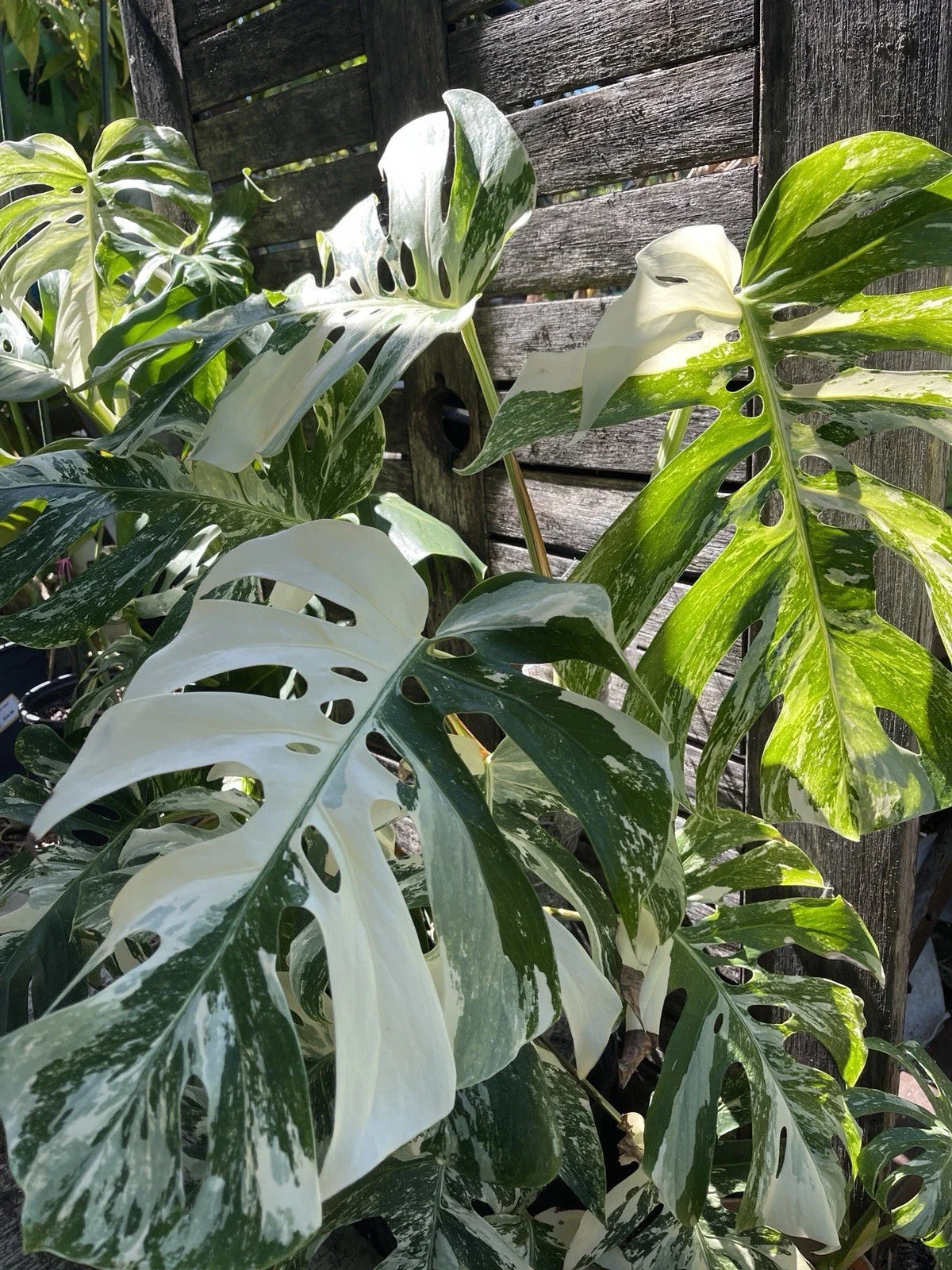 Monstera Albo Cutting - 1 Stem - Rare Variegated Houseplant - Monstera deliciosa 'Albo Variegata'