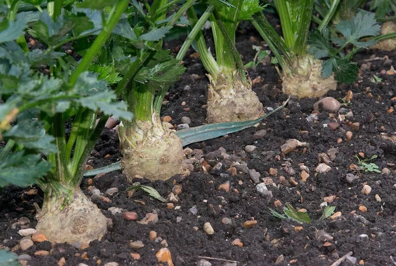 Celeriac Seeds 750 Count - Giant Prague Non-GMO, Heirloom Vegetable Seeds for Planting (Apium graveolens var. rapaceum)