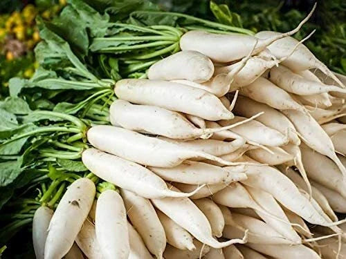 Daikon Radish Seeds - 100 Pack - Cover Crop Seeds for Planting - Raphanus sativus var. longipinnatus