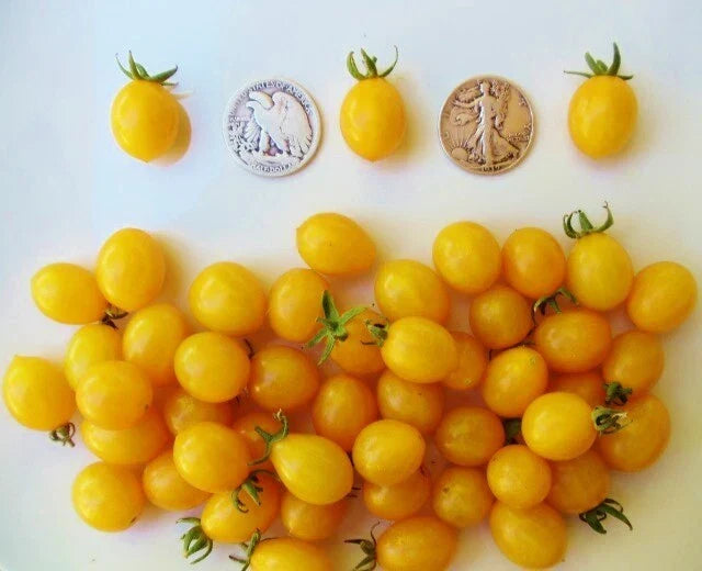 Blondkopfchen German Cherry Seeds - +30 Seeds - Sweet Cherry Variety - Prunus avium