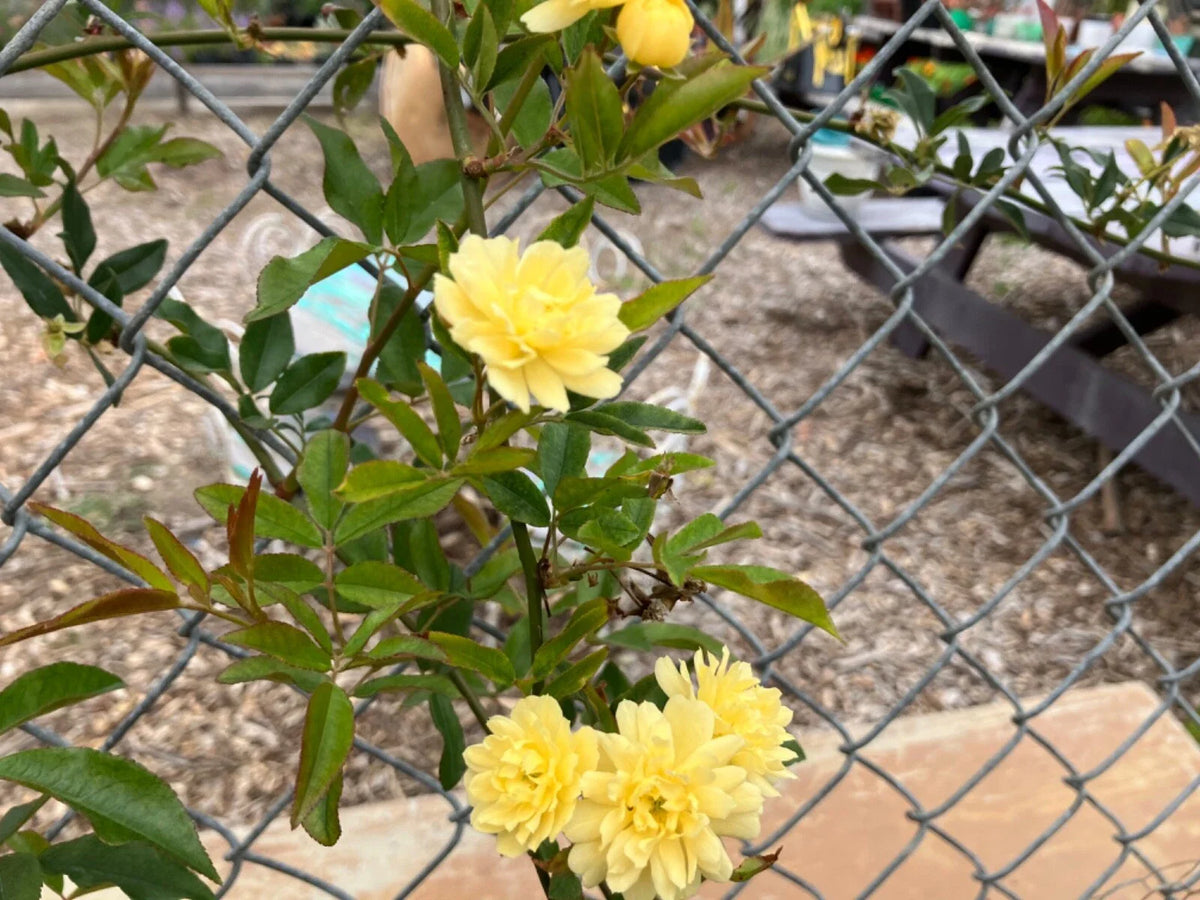Yellow Lady Banks Climbing Rose Cuttings (4) Thornless - Fresh 5-6 Inch Rooting Cuttings - Rosa banksiae