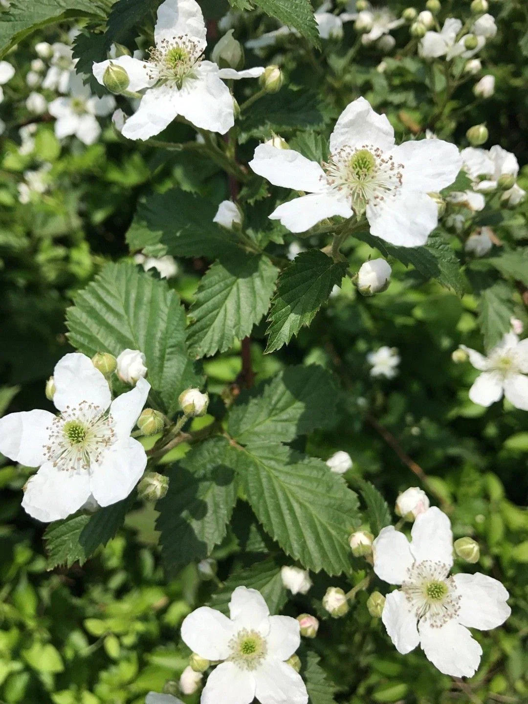 Southern Blackberry Plants 2-3ft Live Strong Roots Fast Growth Rubus fruticosus