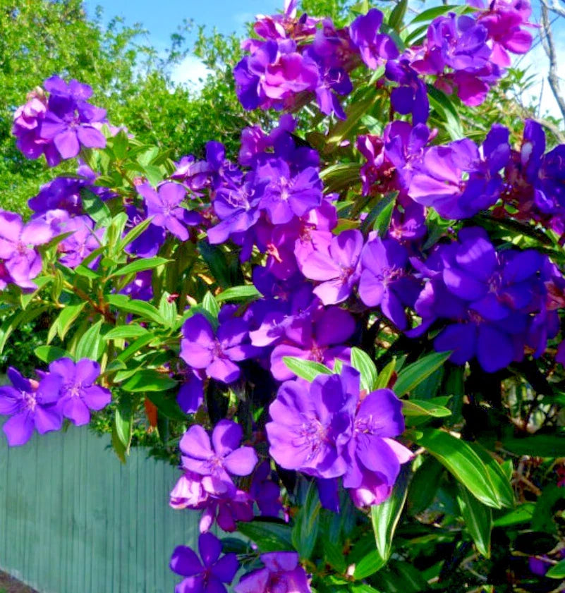 Tibouchina Athens Live Plant - 4-8" Tall - Fragrant Purple Shrub - No Pot - Tropical Flowering Plant
