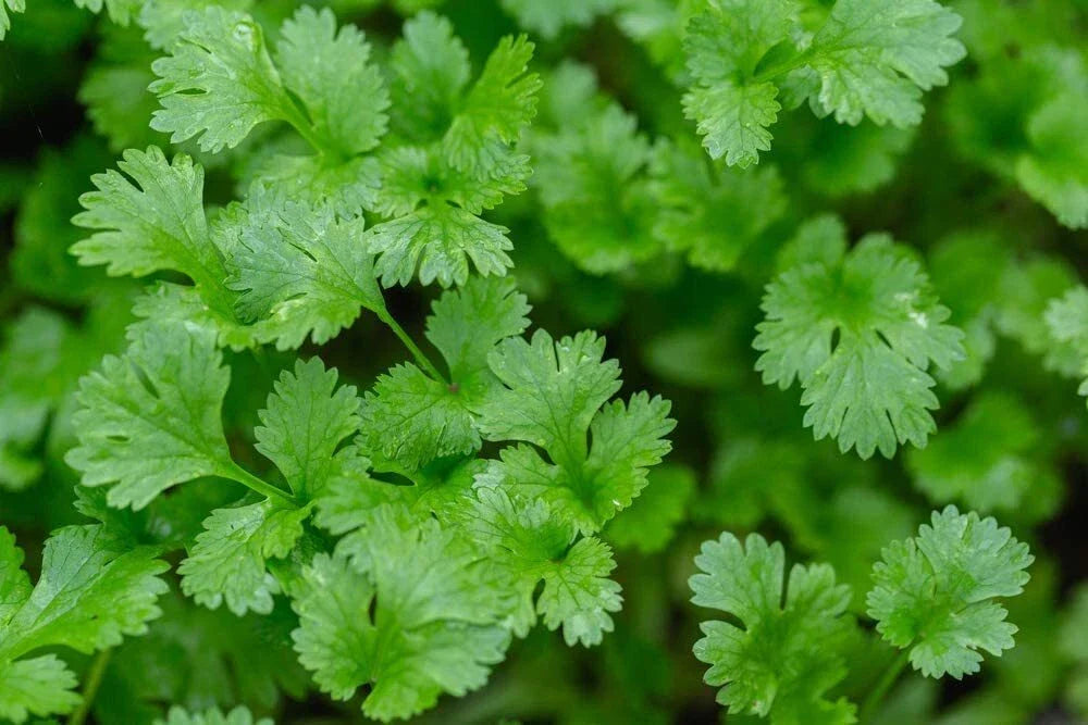 Cilantro Seeds 500+ Count | Herb Garden Seeds for Planting | Indoor Culinary Herb | Coriandrum sativum