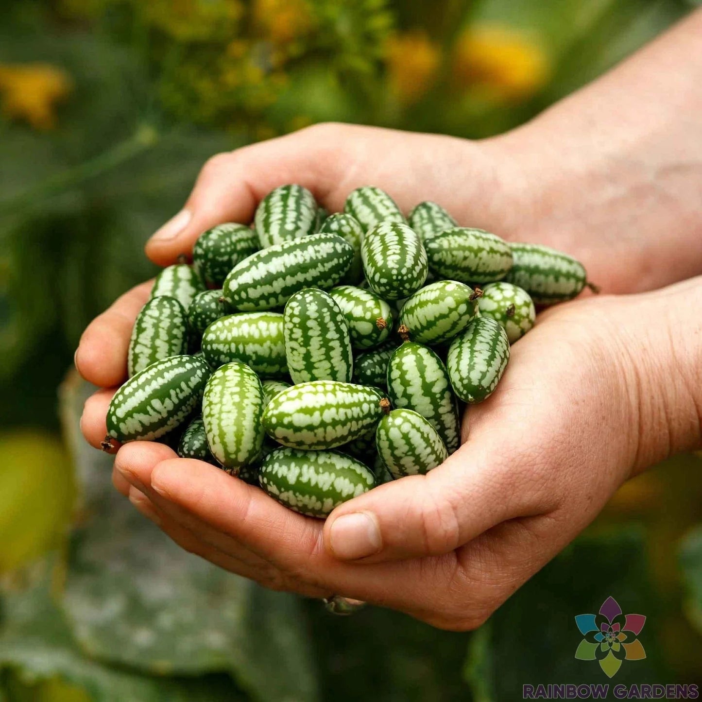 Mexican Sour Gherkin Cucumber Seeds - 25+ Pack - Heirloom Variety - Cucumis anguria - Garden Seeds for USA