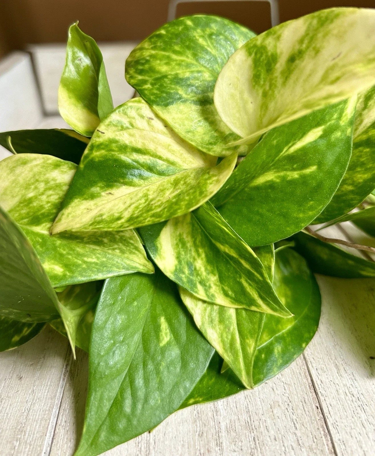 10 Rooted Pothos Plant Cuttings - Green Indoor Houseplants - Epipremnum aureum