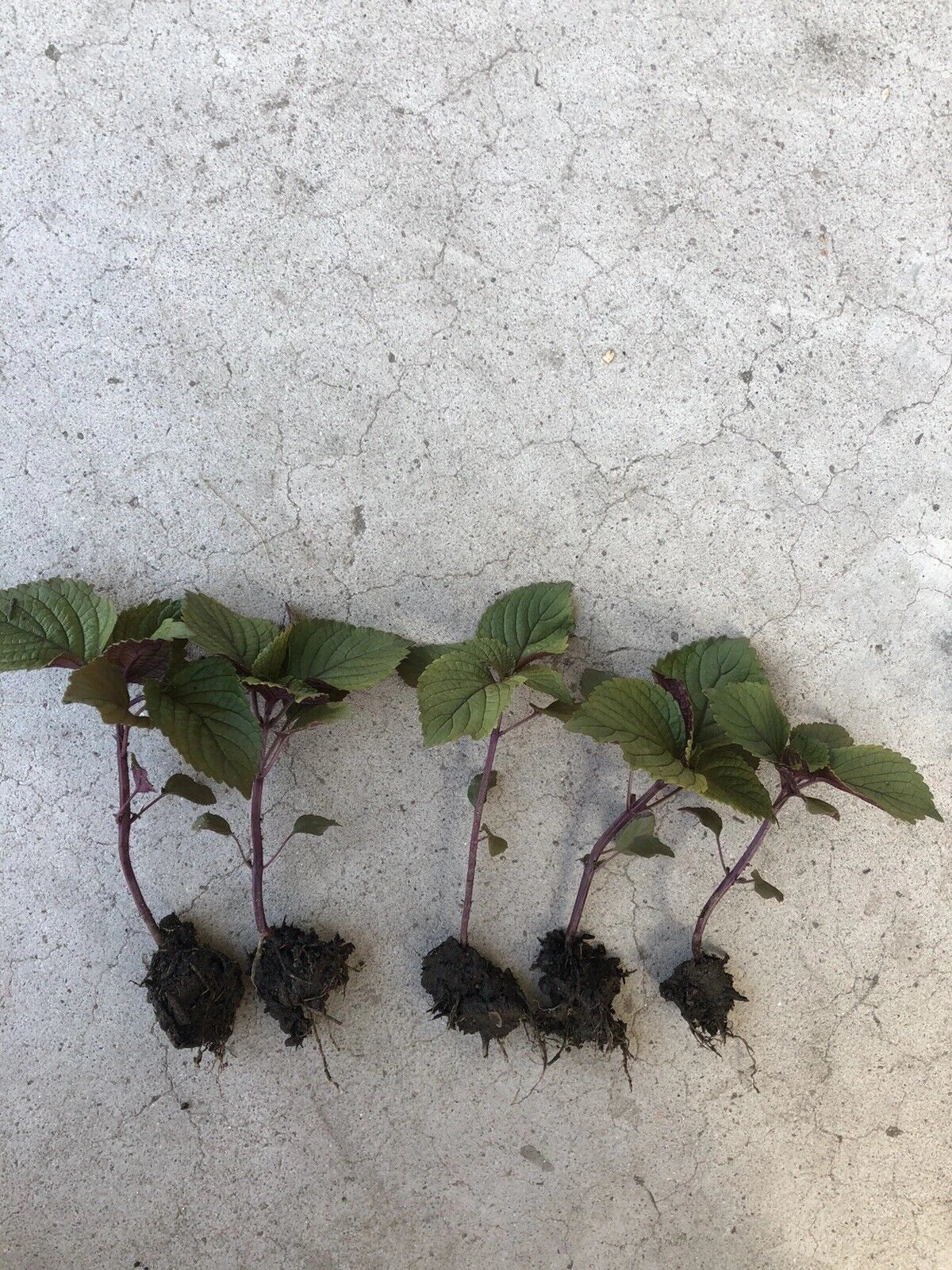 2 Live Green Purple Shiso Plants | Beefsteak, Wild, Japanese Basil | Perilla | NON-GMO