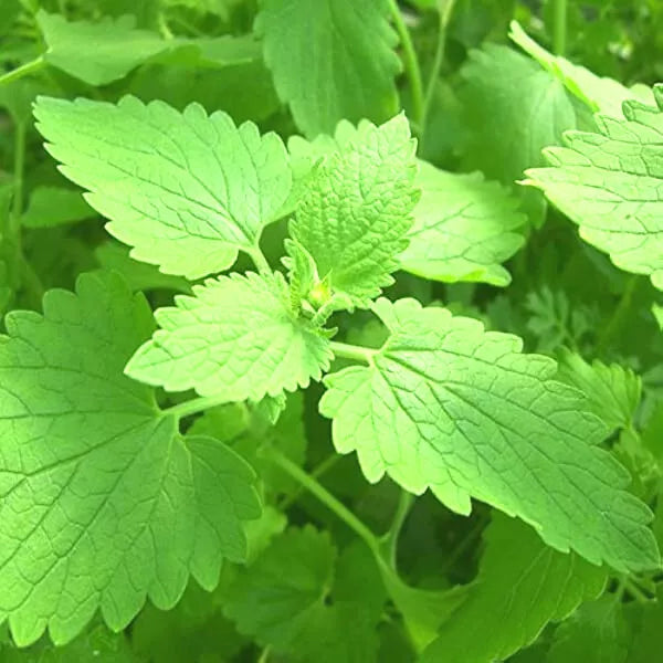 Catnip Seeds - 50+ Seeds - Nepeta cataria - Hardy Perennial - 3 ft Tall - Ideal for Cats - Non-California Shipping