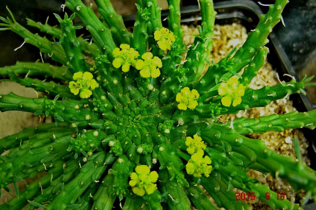 Euphorbia 'Caput-Medusae' Cutting - 6" Long with Multiple Side Branches - Unusual Succulent Plant